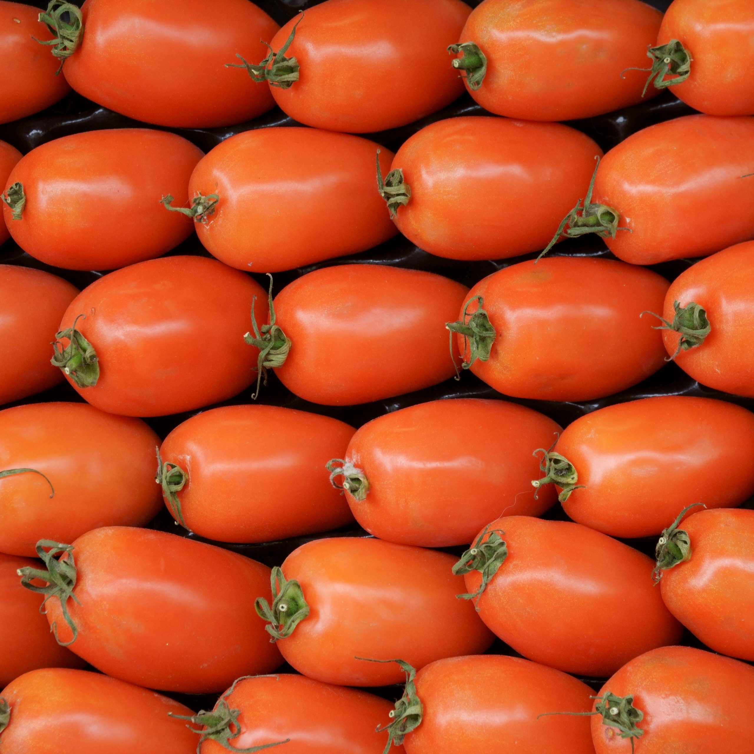 OG San Marzano (Determinate) Tomato