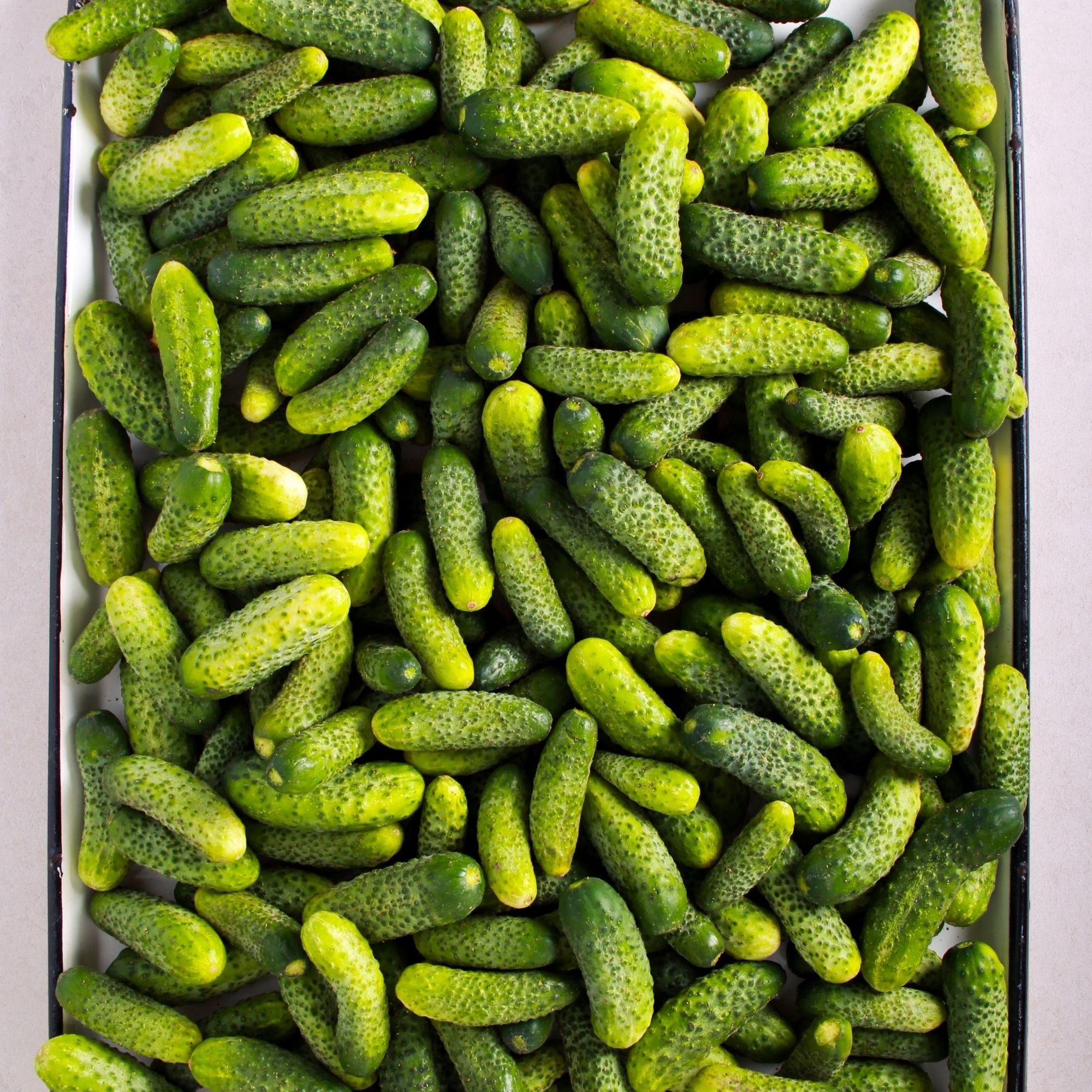West Indian Gherkin