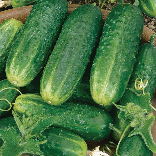 County Fair Improved F-1 Cucumber