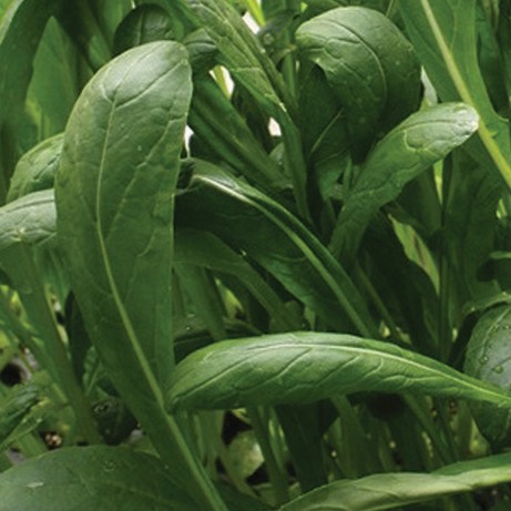 Mibuna Mustard