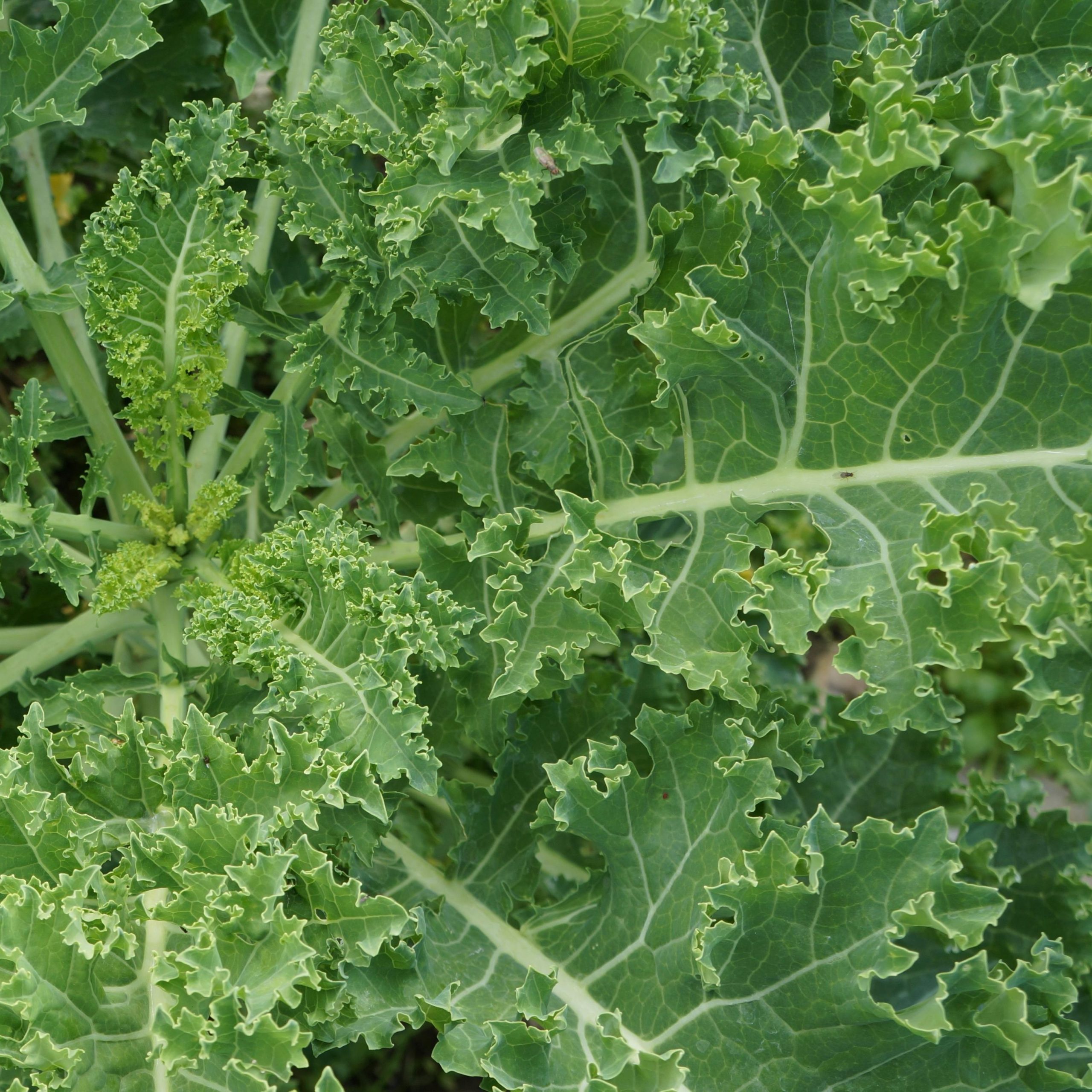 White Russian Kale