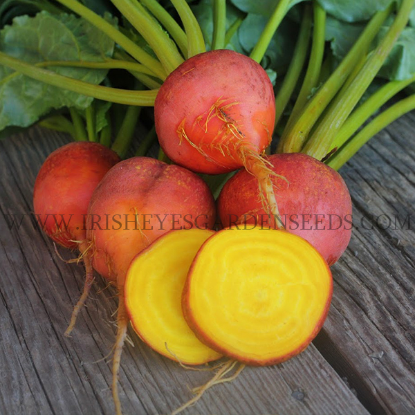 OG Golden Beet
