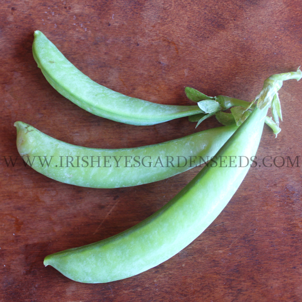 Sugar Snap Pea