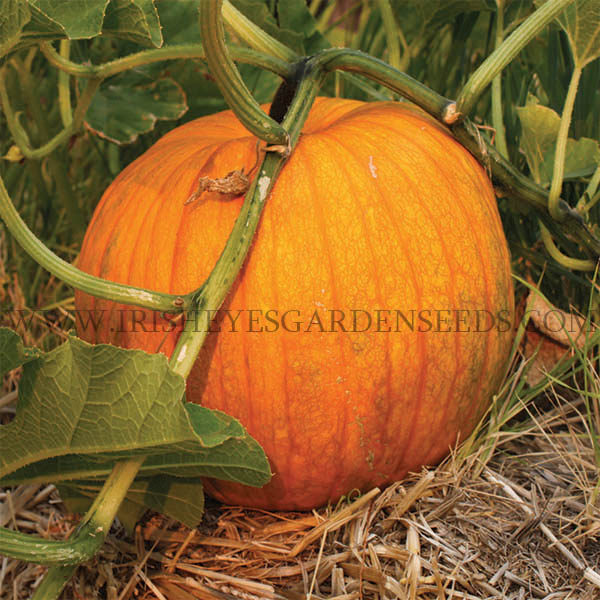 Montana Jack Pumpkin