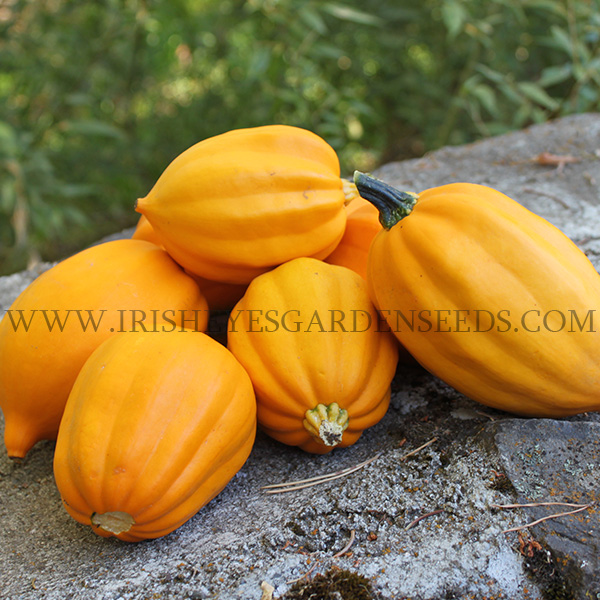 Table Gold Squash