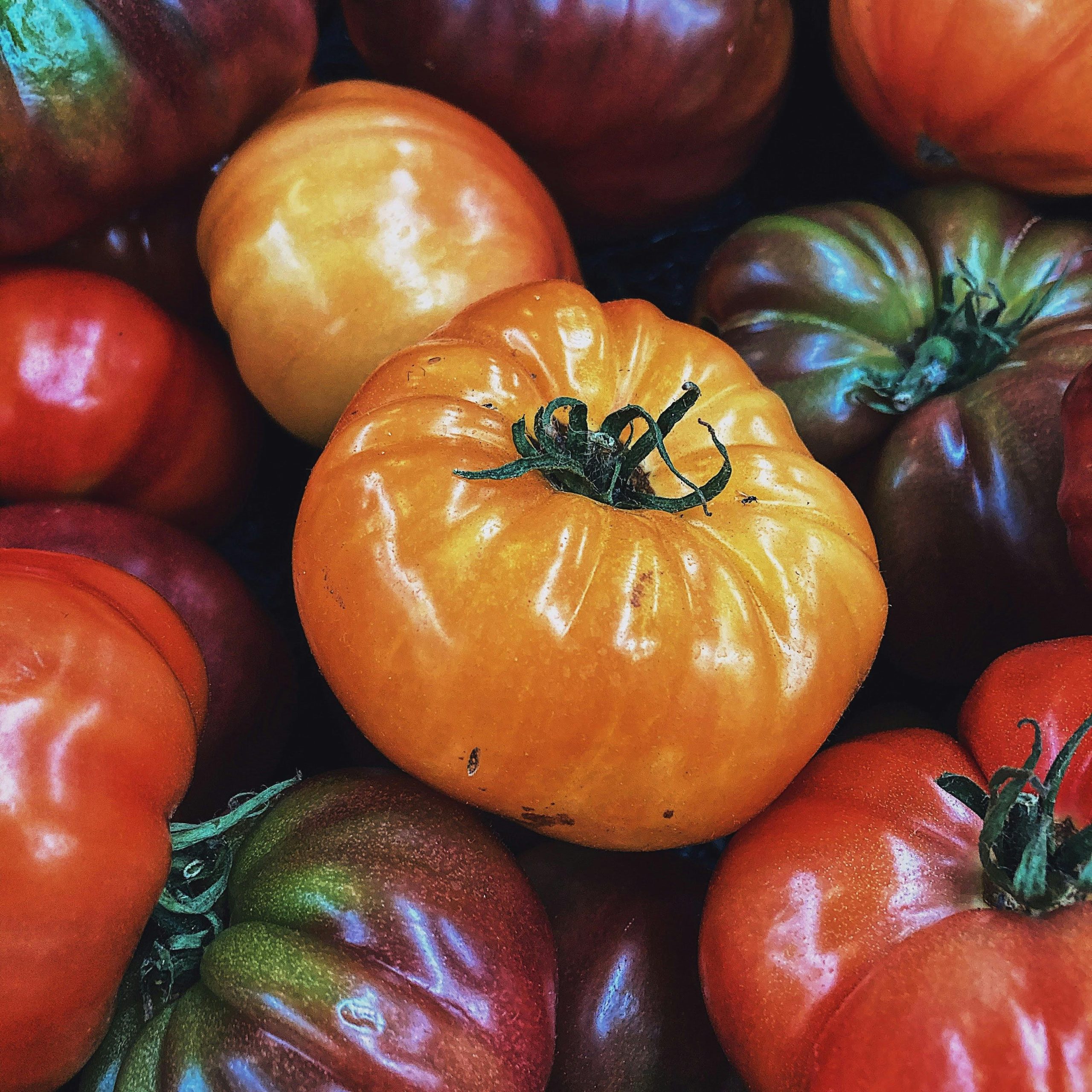 Heirloom Rainbow Tomato Blend