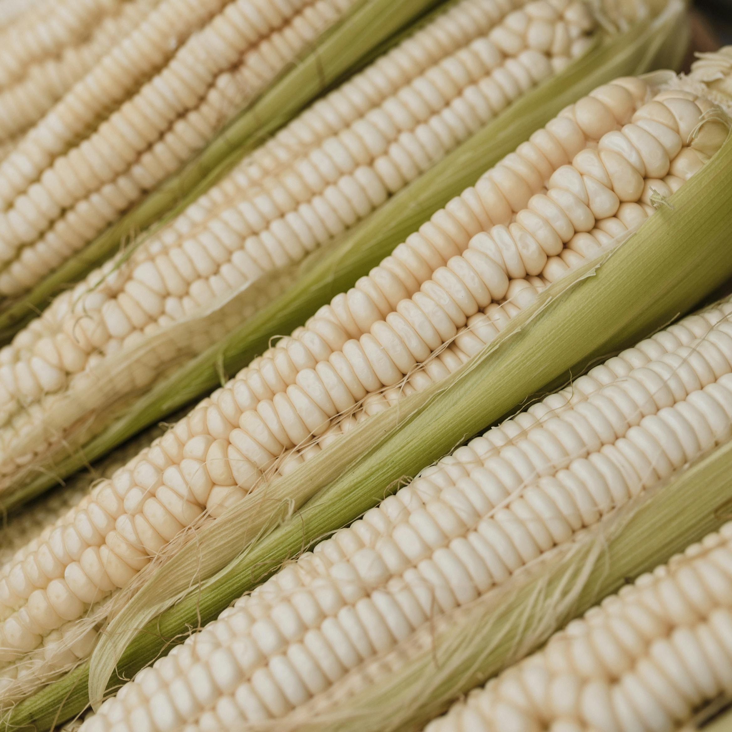 Stowell’s Evergreen White Sweet Corn