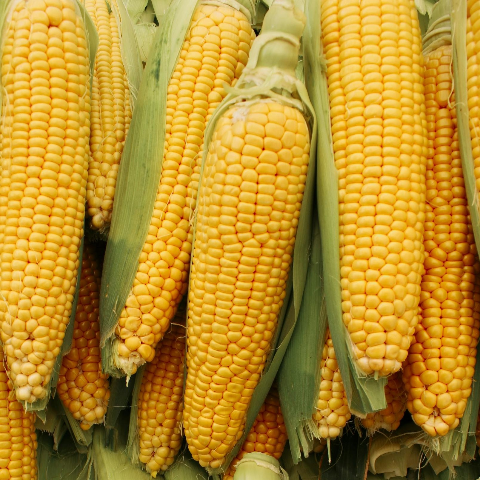 Golden Beauty Corn