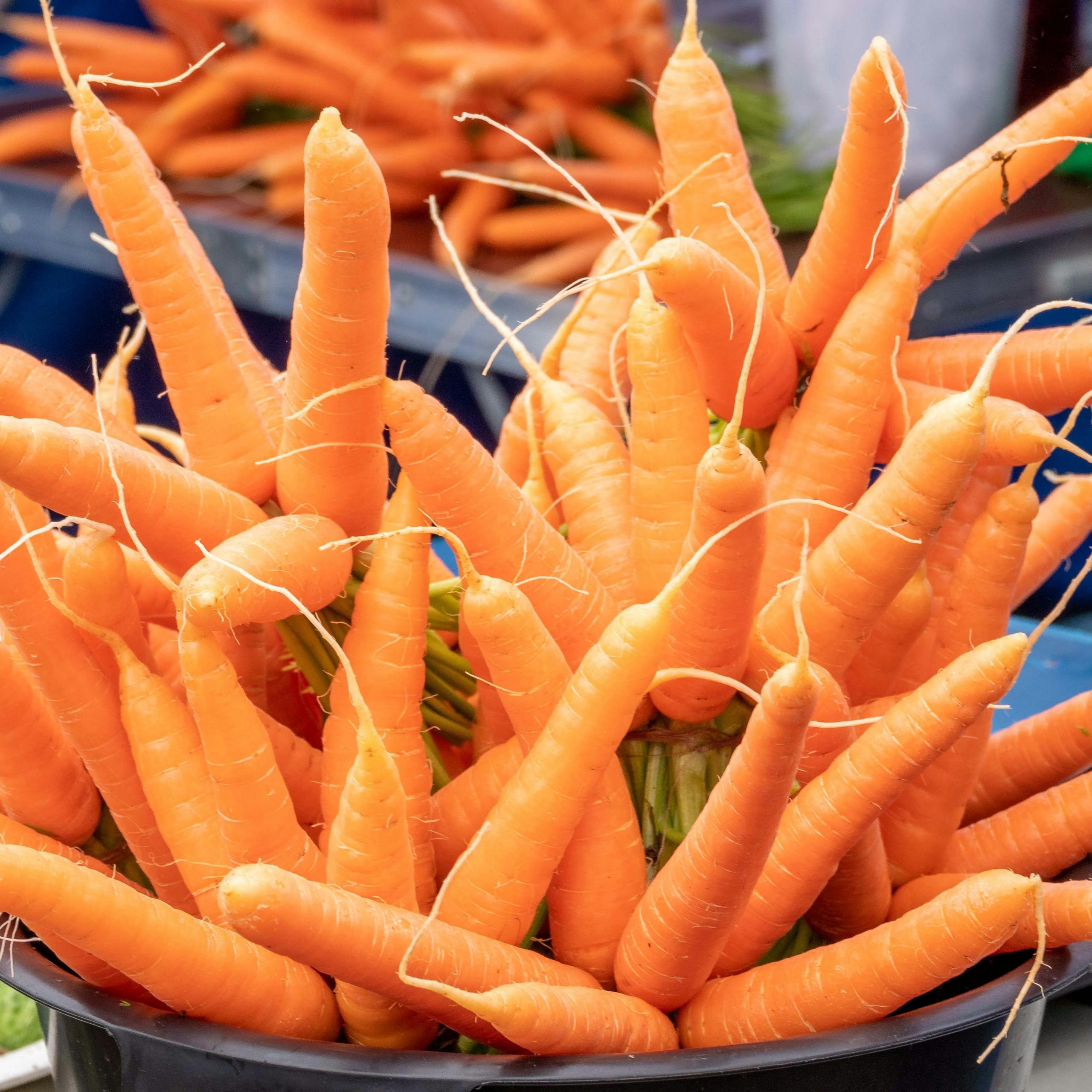 OG Bambino Carrot