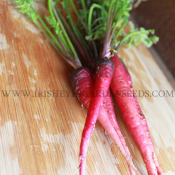 OG Atomic Red Carrot