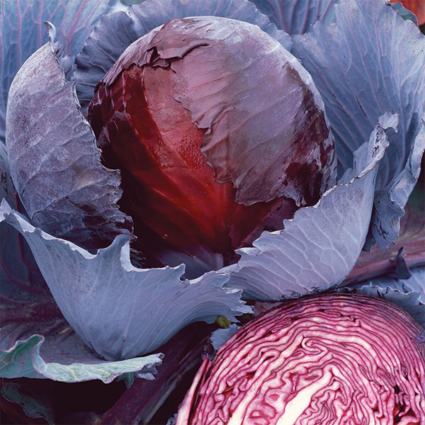 OG Red Express Cabbage