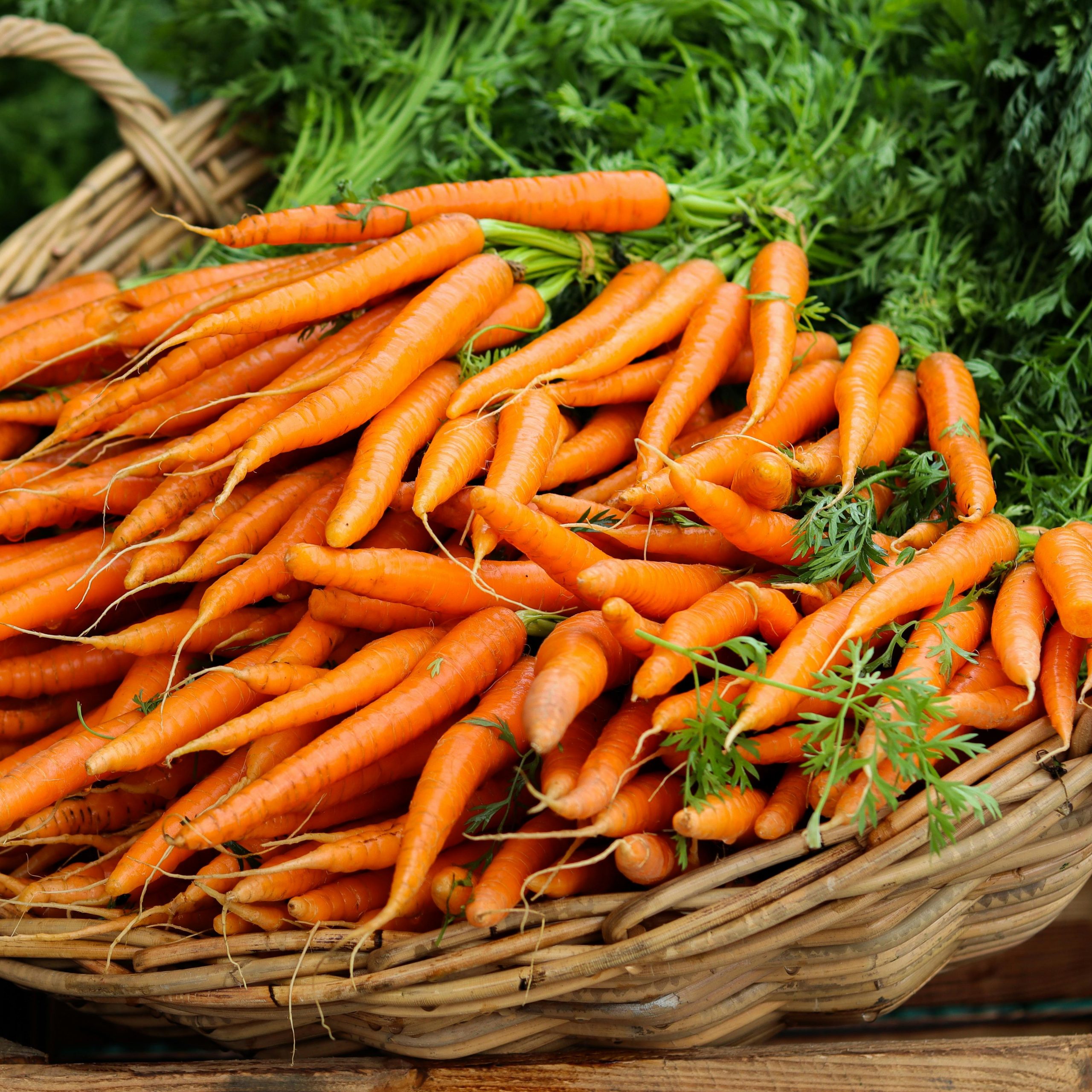OG Tendersweet Carrot