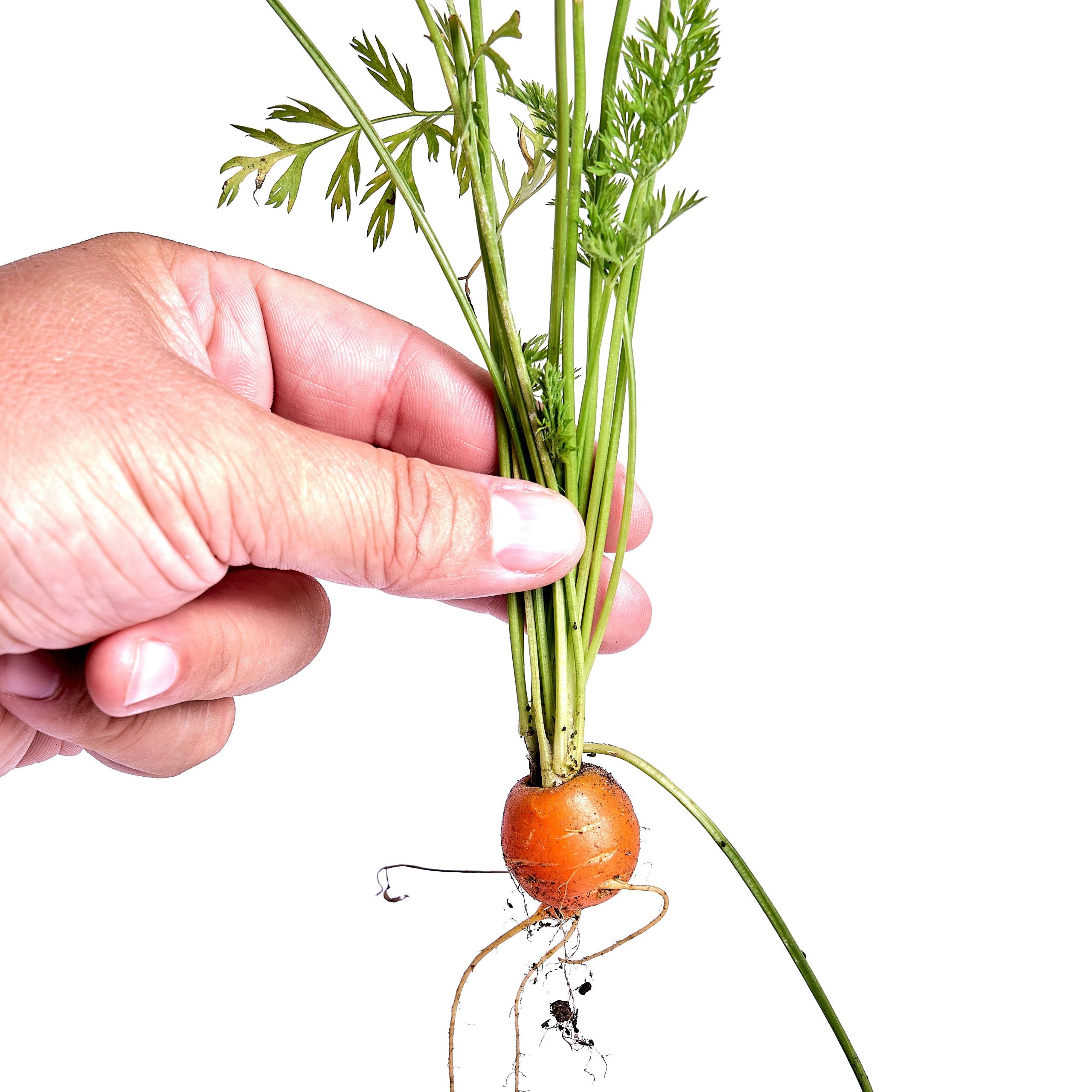 OG Parisian Carrot