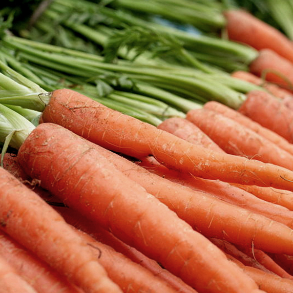 OG Scarlet Nantes Carrot