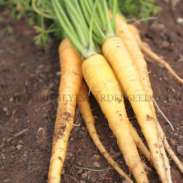 OG Yellow Solaris Carrot