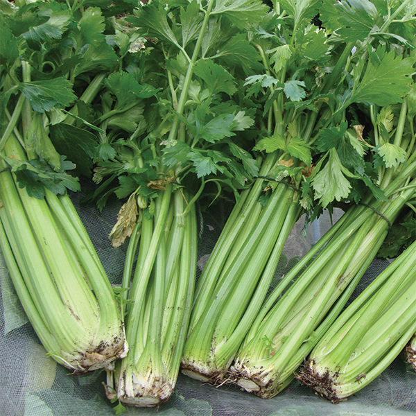 OG Tall Utah Celery