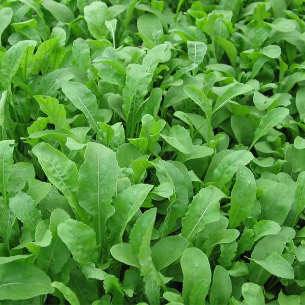 OG Arugula