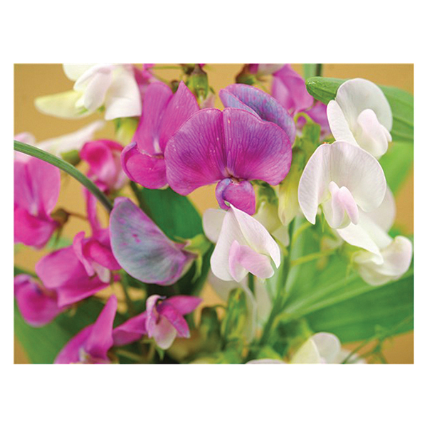 Sweet Pea: Perennial Mix