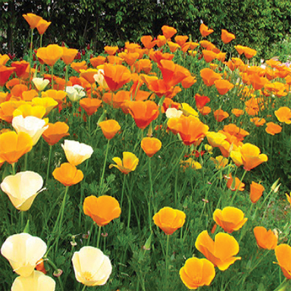 Poppy: California Mixed Colors