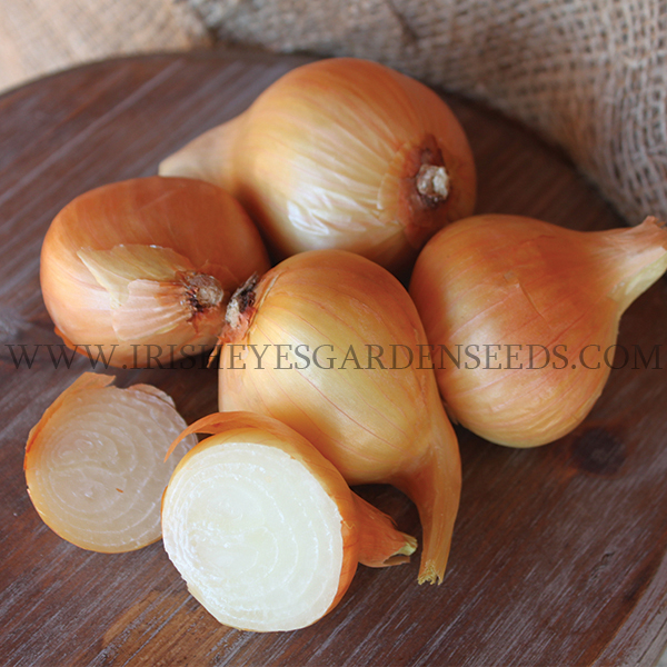 OG Dutch Yellow Shallots