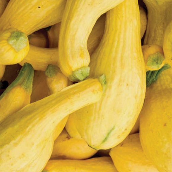 Yellow Crookneck Squash Irish Eyes
