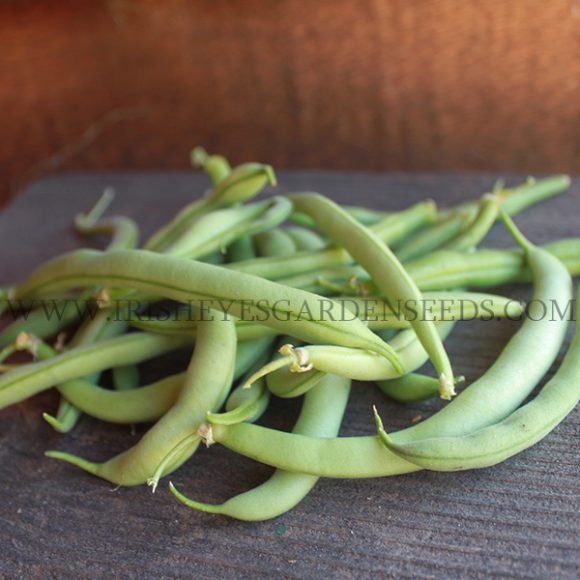 Blue Lake 274 Bush Bean Irish Eyes