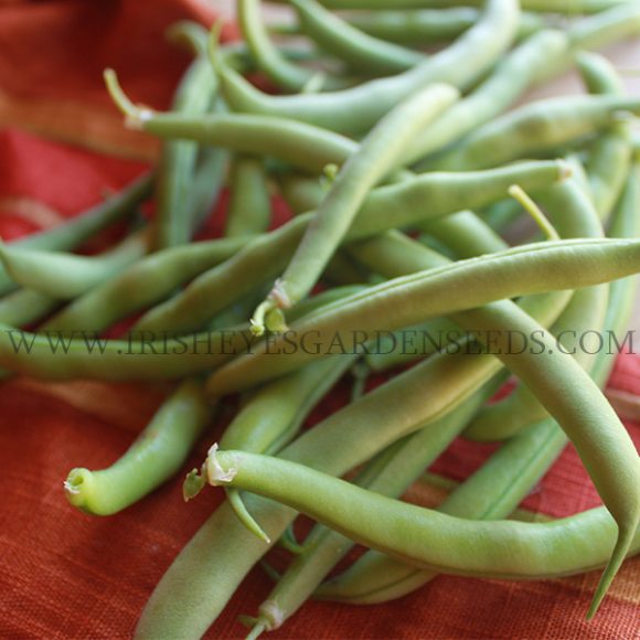 Kentucky Wonder Pole Bean Irish Eyes