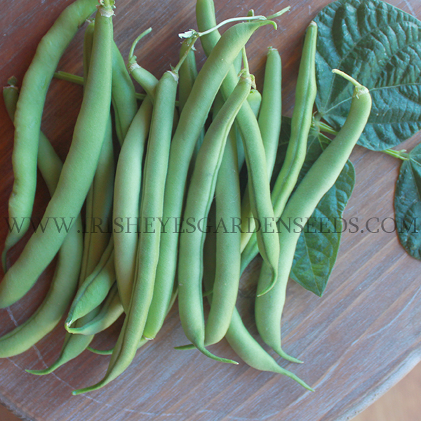 Kentucky Wonder Bush Bean