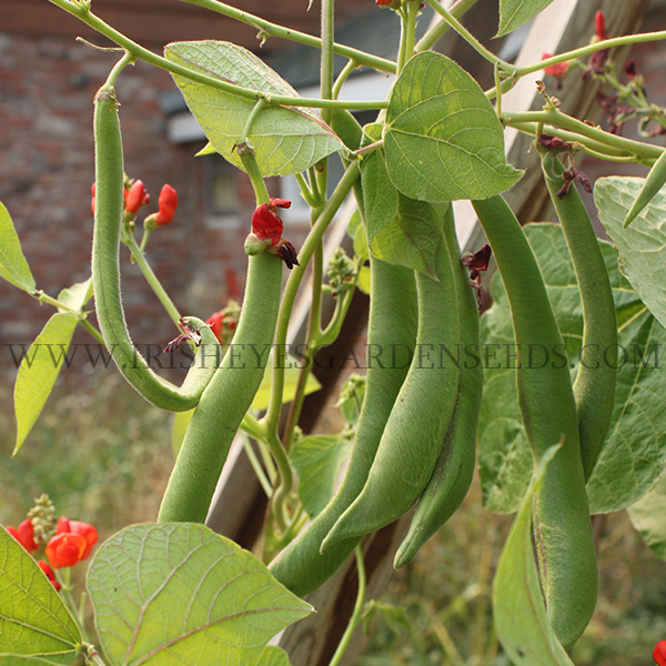 Scarlet Emperor Runner Pole Bean