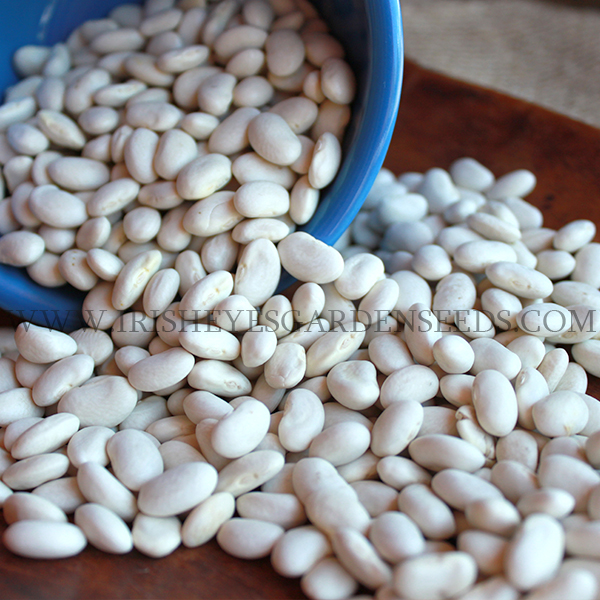 Great Northern White Bean