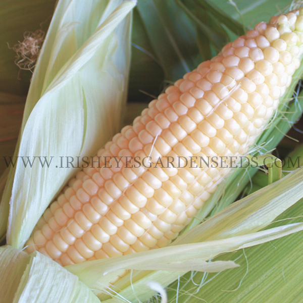 Frosty F-1 Corn