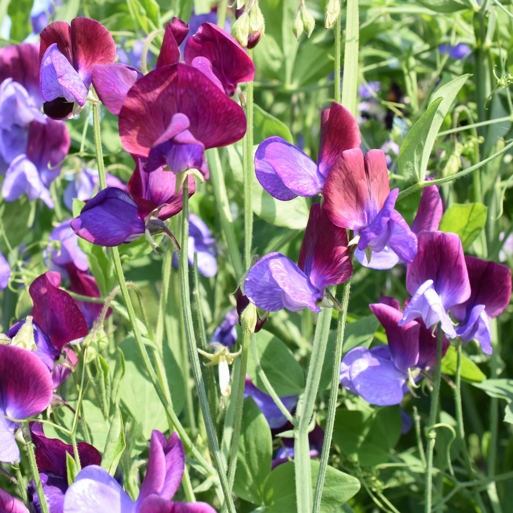 Sweet Pea: Old Spice Mix