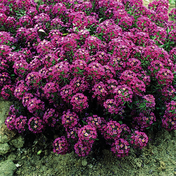 Alyssum: Royal Carpet