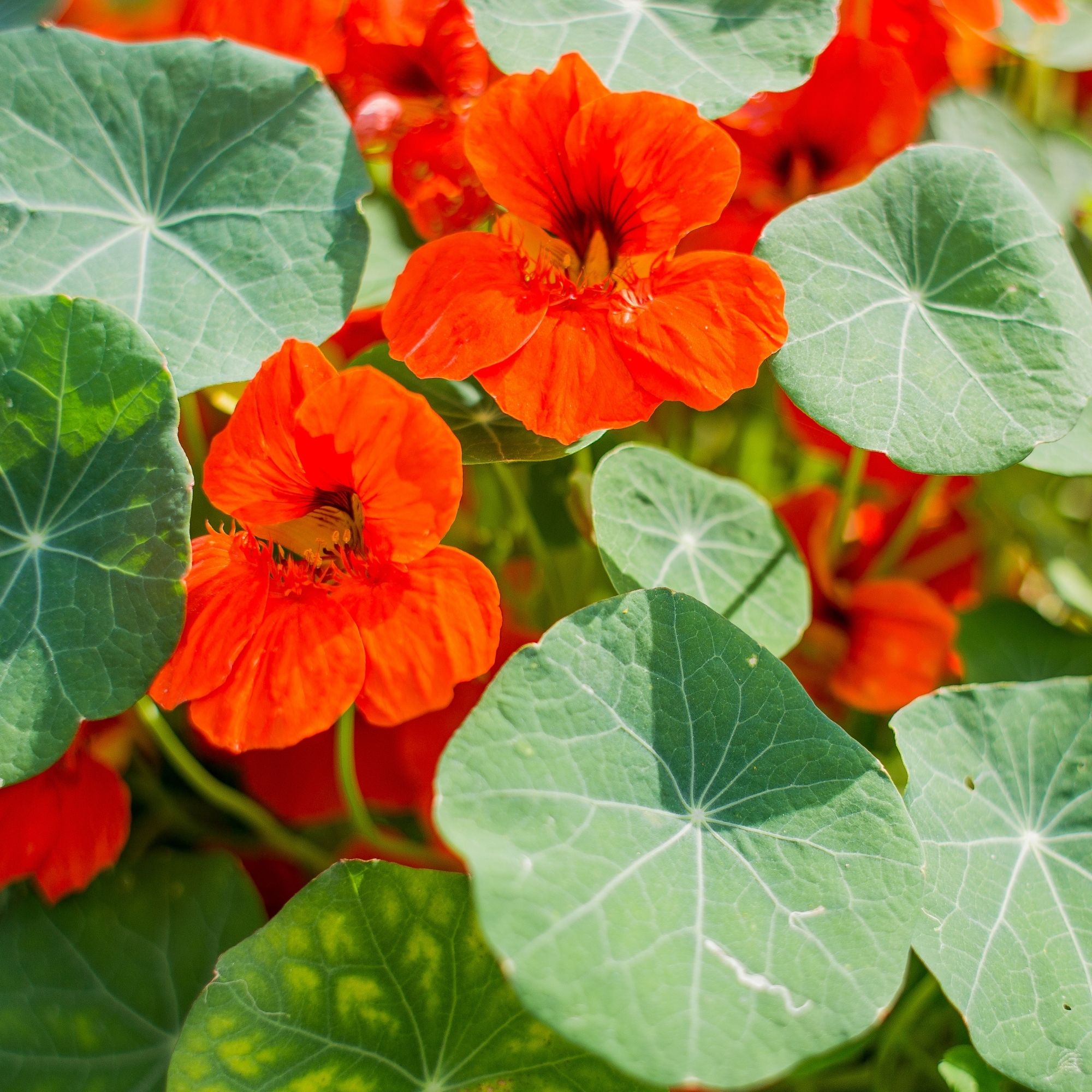 Nasturtium: Empress of India