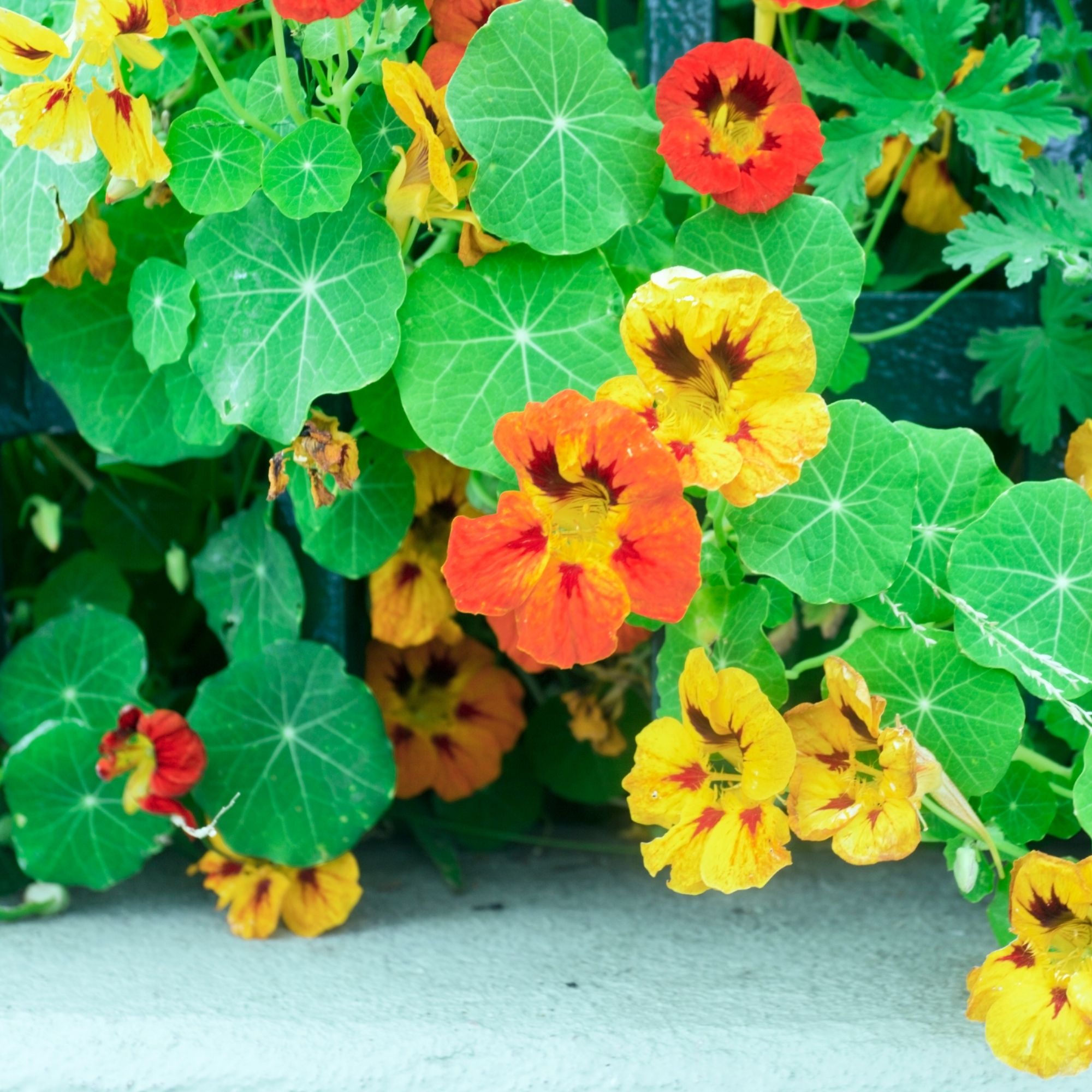 Nasturtium: Tom Thumb