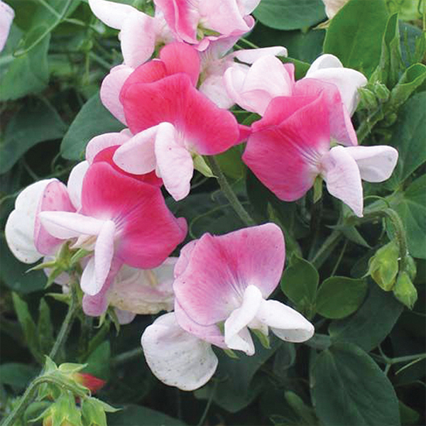 Sweet Pea: Cupid Pink
