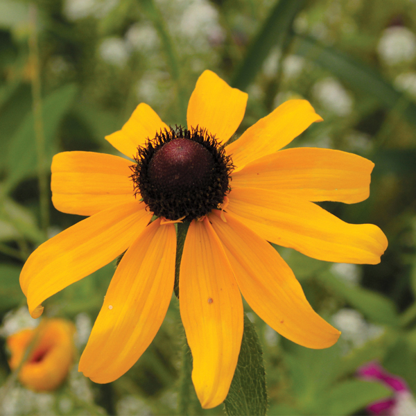 Daisy: Black Eyed Susan