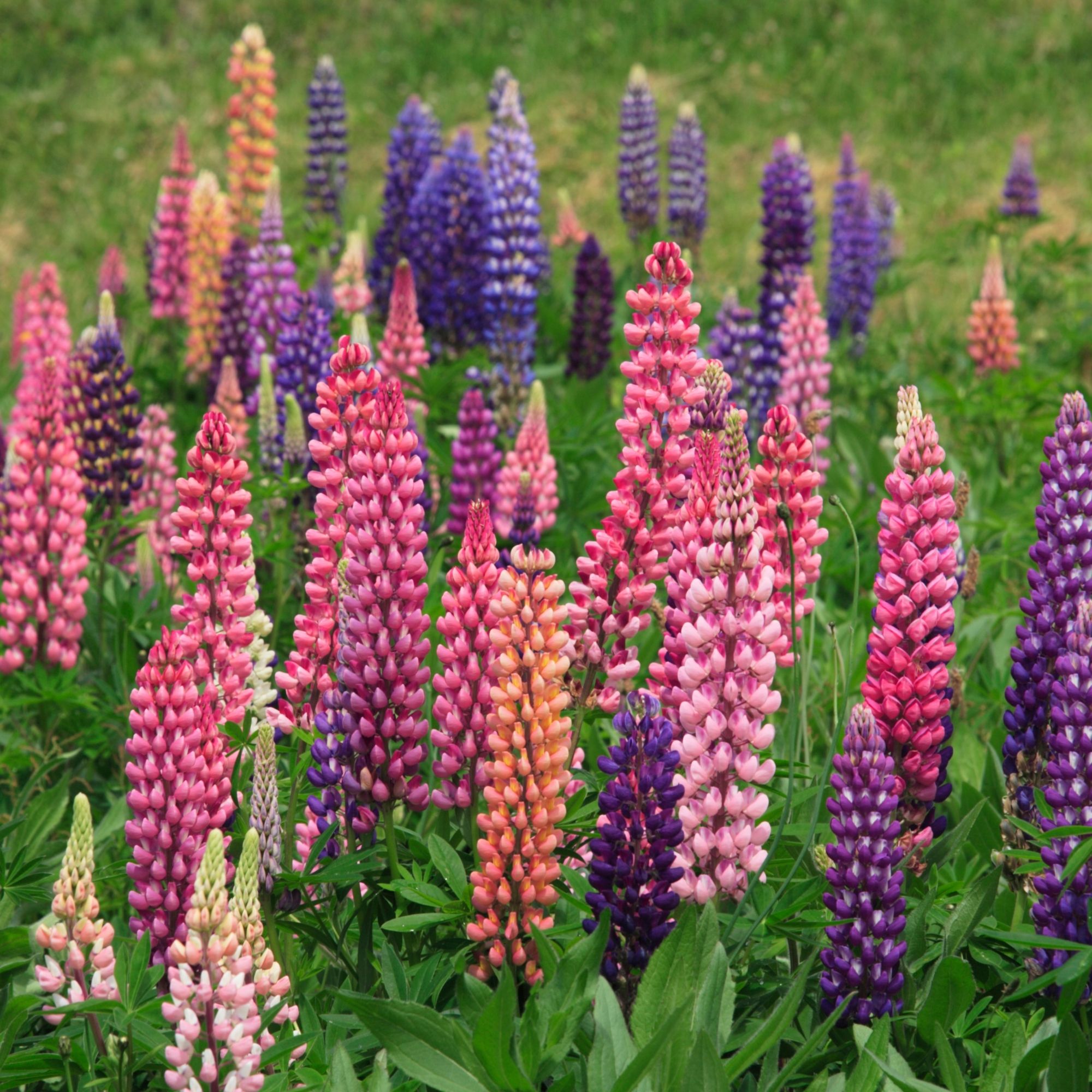 Lupine: Russell’s Mix
