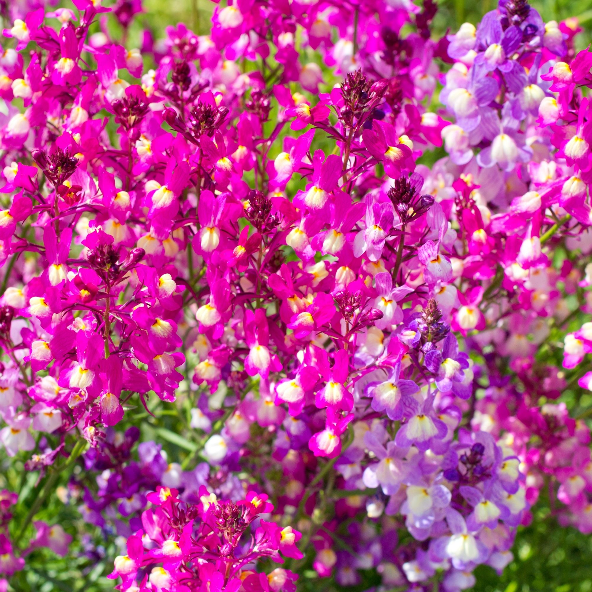 Linaria: Fairy Bouquet