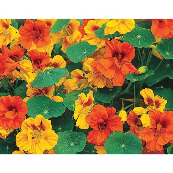 Nasturtium Dwarf Jewel Mix Irish Eyes