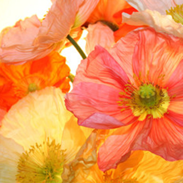 Poppy: Iceland