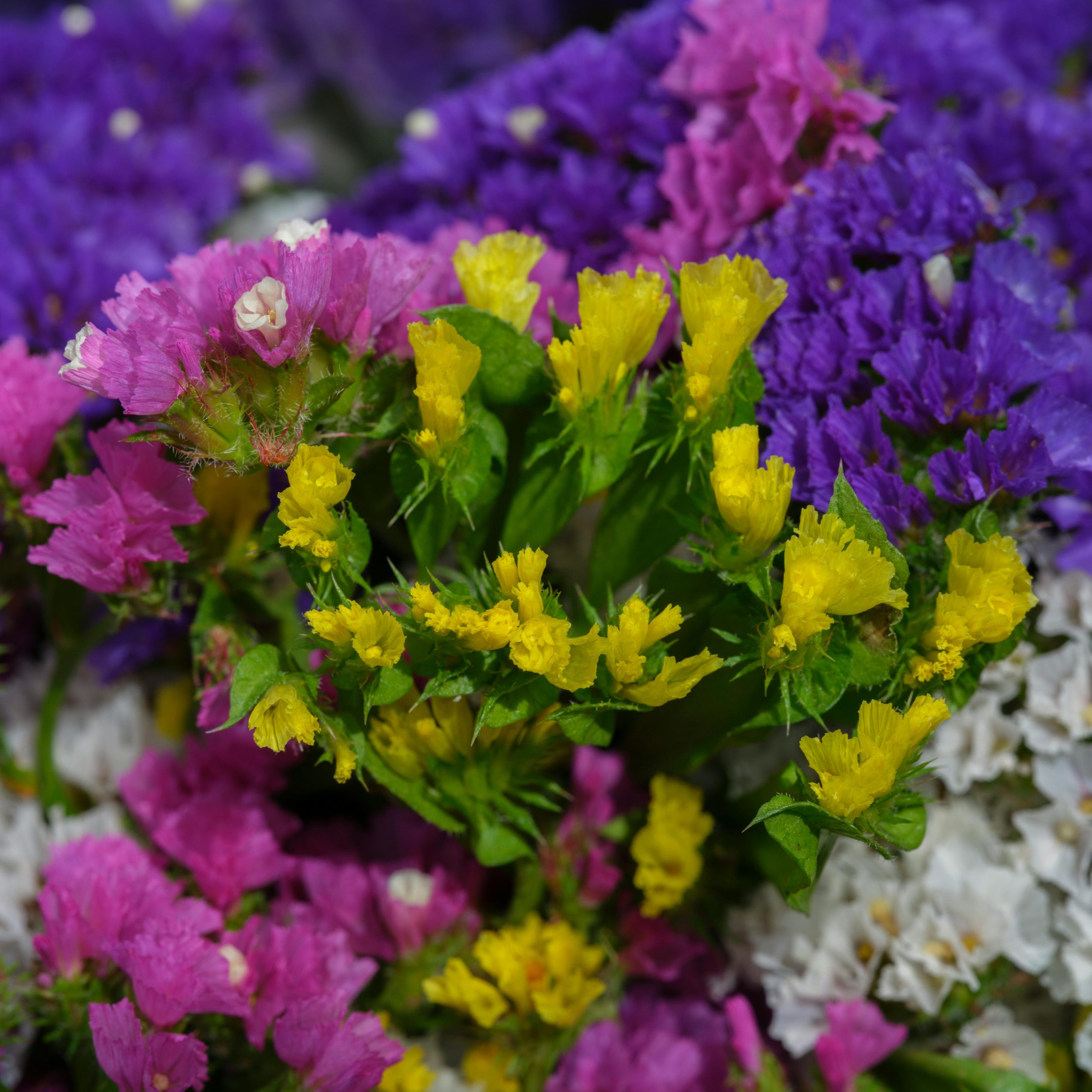 Statice: Rainbow Mix