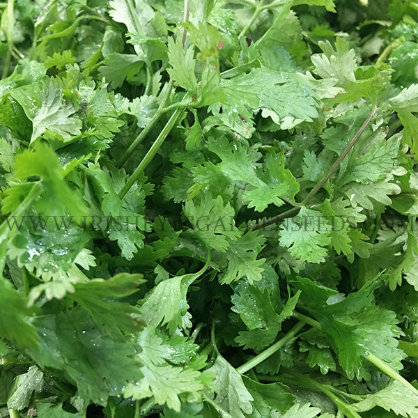 Cilantro