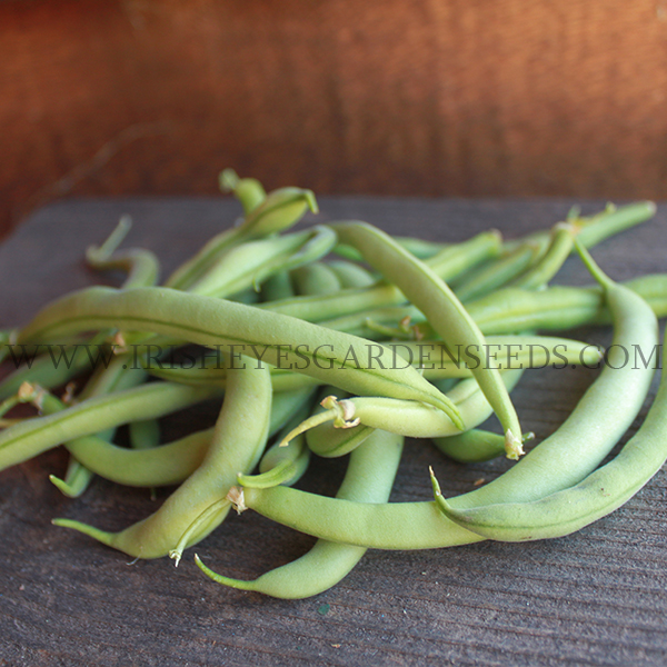 OG Blue Lake 274 Bush Bean