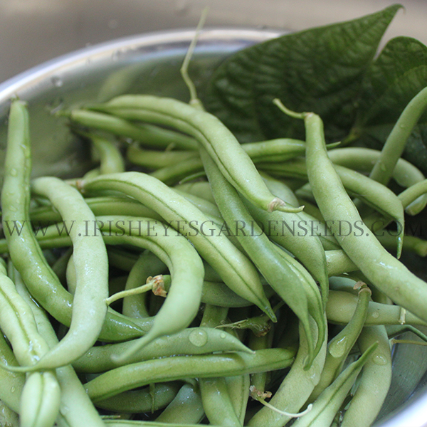OG Blue Lake FM1K Pole Bean