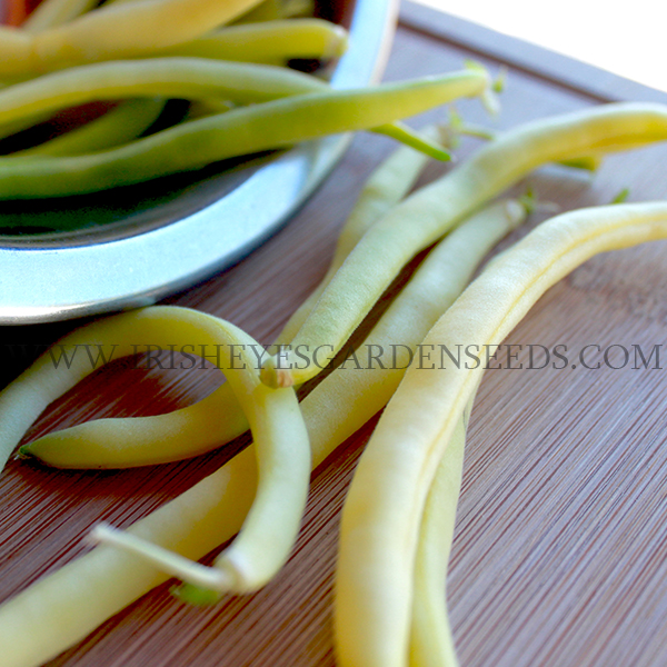 OG Golden Wax Bush Bean
