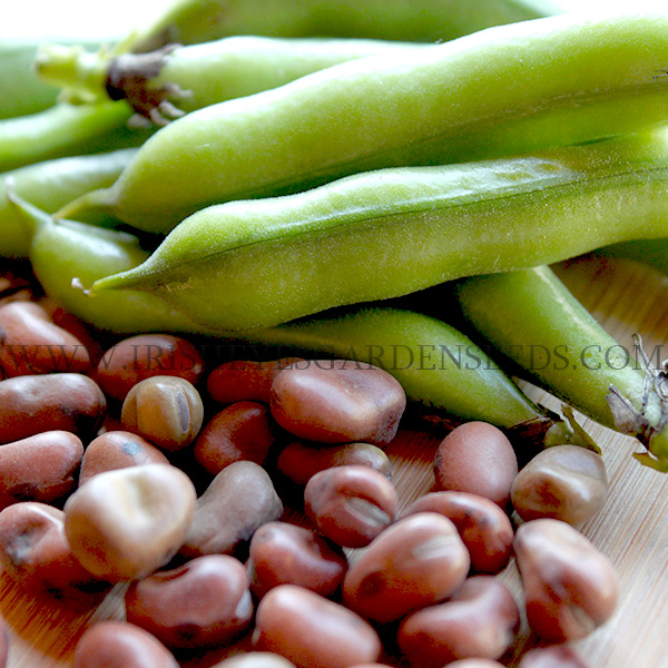 OG Sweet Lorane Fava Bean