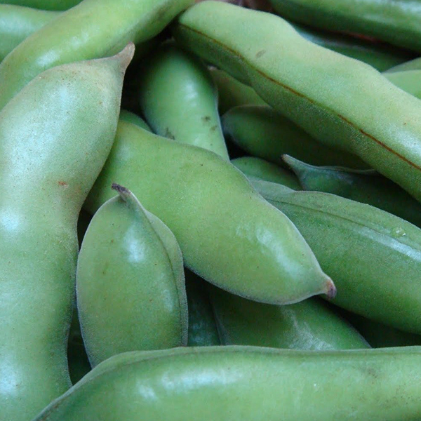 OG Windsor Fava Bean