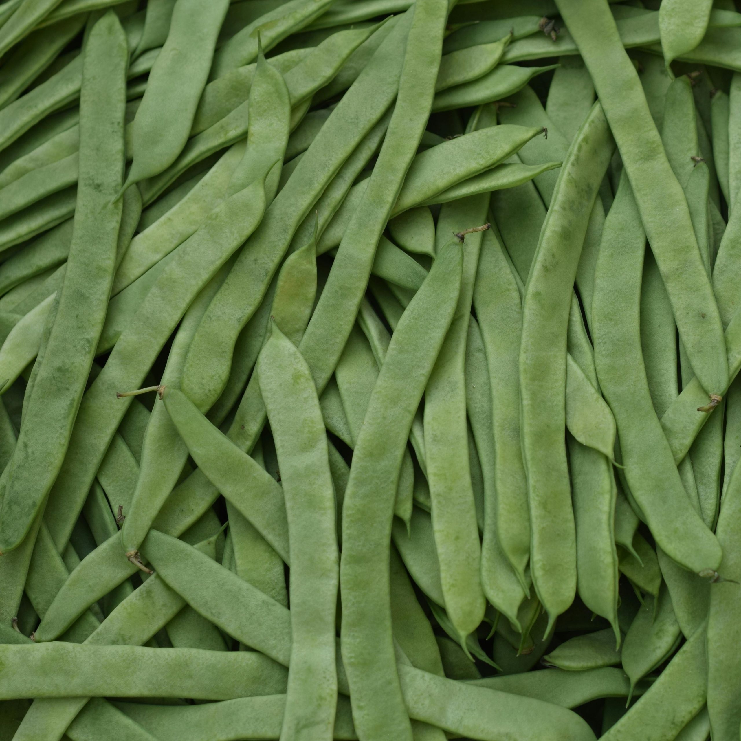 OG Early Bountiful Bush Bean