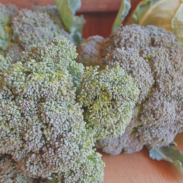 OG De Cicco Broccoli